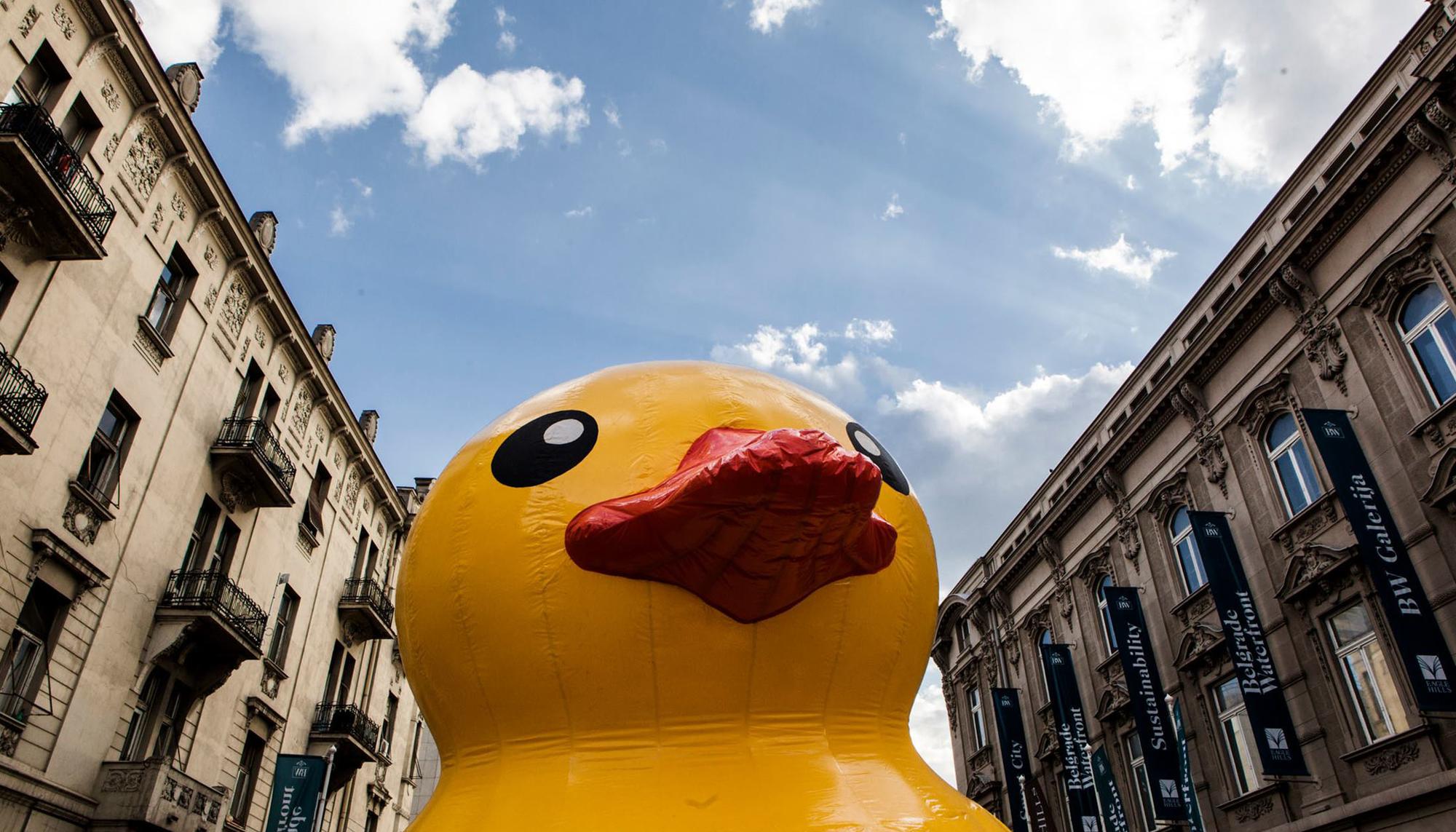 Pato Gigante Belgrado